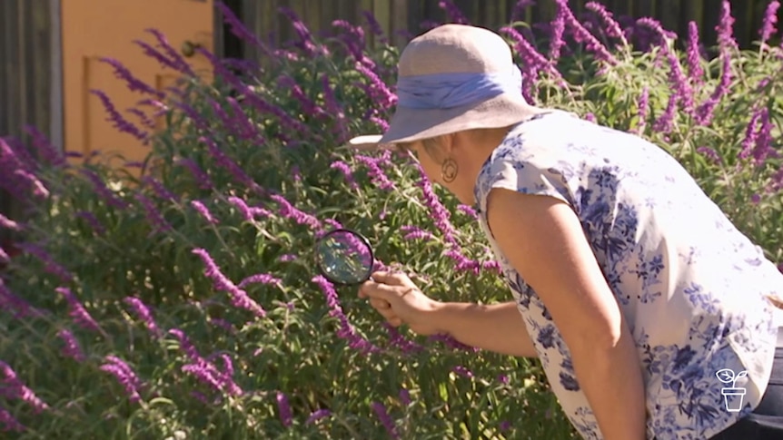 Woman in hat with magnifying glass looking at flowers in garden