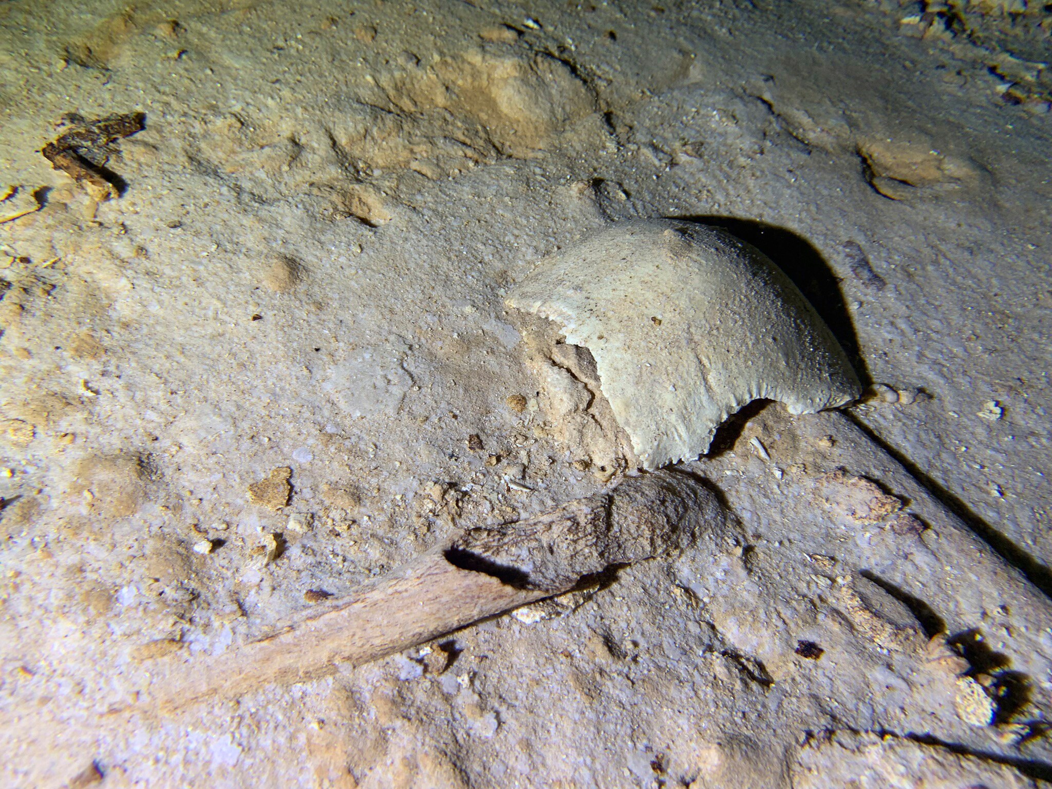 Fragments of a pre-historic human skeleton partly covered by sediment in an underwater cave.
