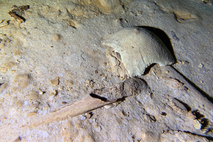 Fragments of a pre-historic human skeleton partly covered by sediment in an underwater cave.