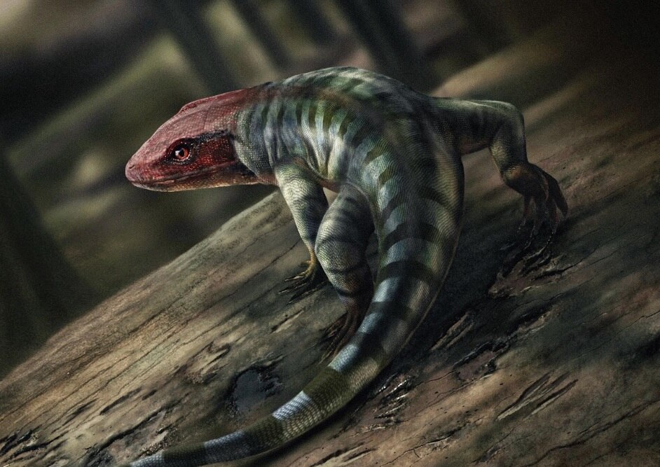 Citizen scientists score major fossil find in Victoria