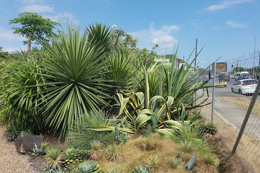 A jungle of spiked and armoured plants growing next to a busy road.