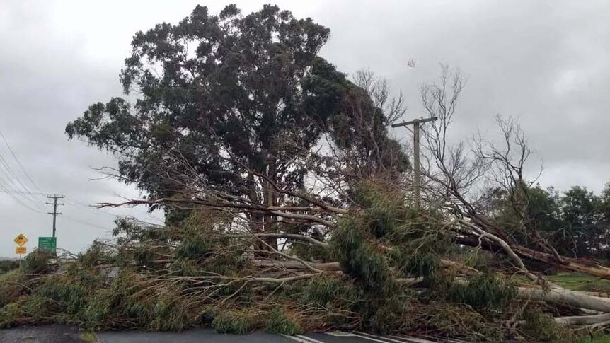 A tree blocks a road in Perth in northern Tasmania.