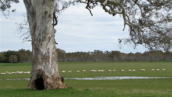 Limestone Coast Facing Cuts