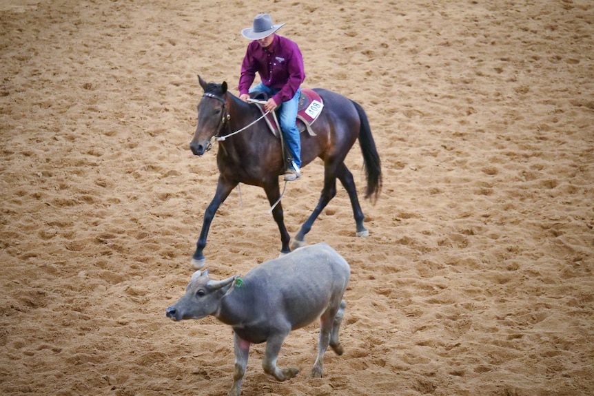 A horse and rider working with a water buffalo calf in a pen
