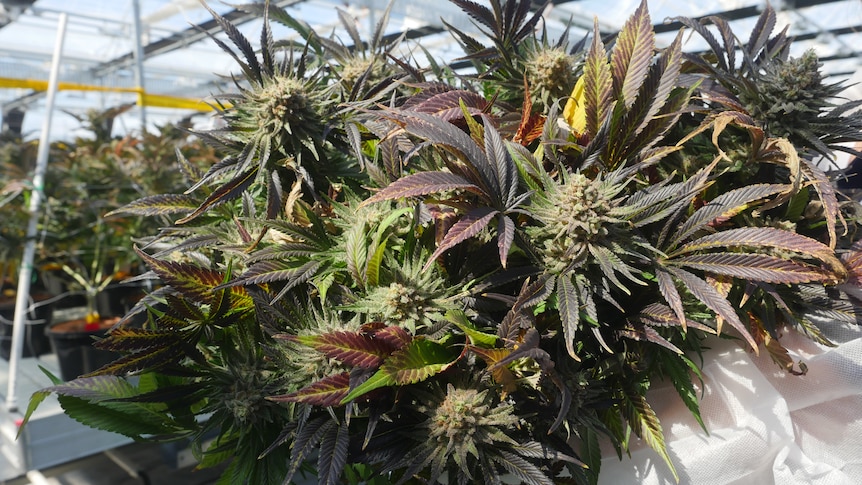 cannabis plant ready for harvest with fat flower buds and large purple leaves 