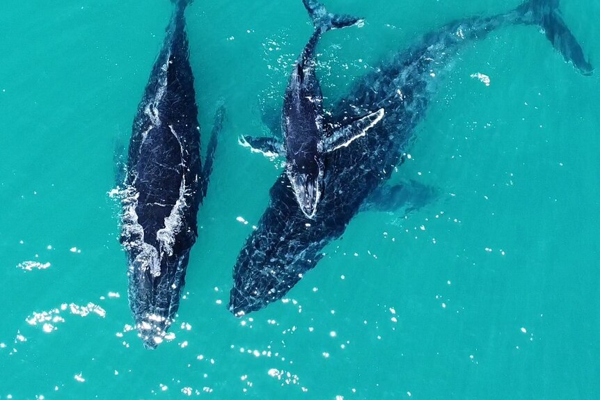A pod of whales