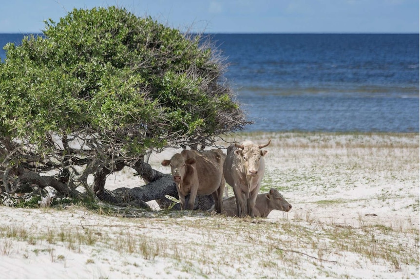 Two cows shelter under a tree on the beach with the ocean in the background.