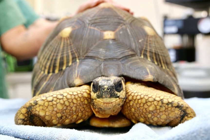 The second Madagascan radiated tortoise to be recovered by WA Police
