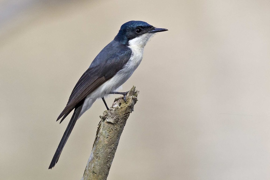 A small bird with a black head and wings and a white body