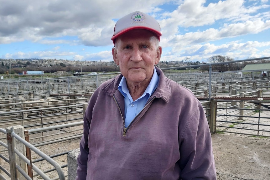 A man in his 70s leans against a steel pen holding sheep