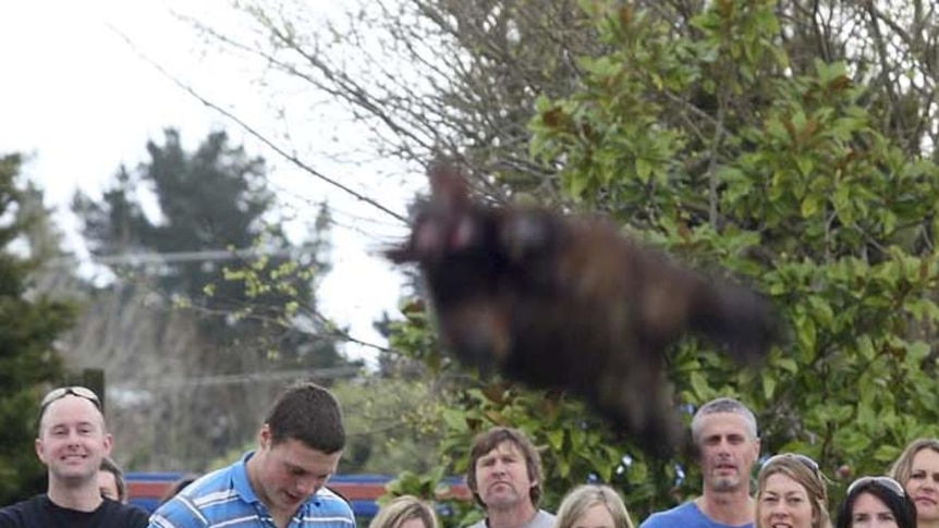 Craig Findlay throws a dead possum