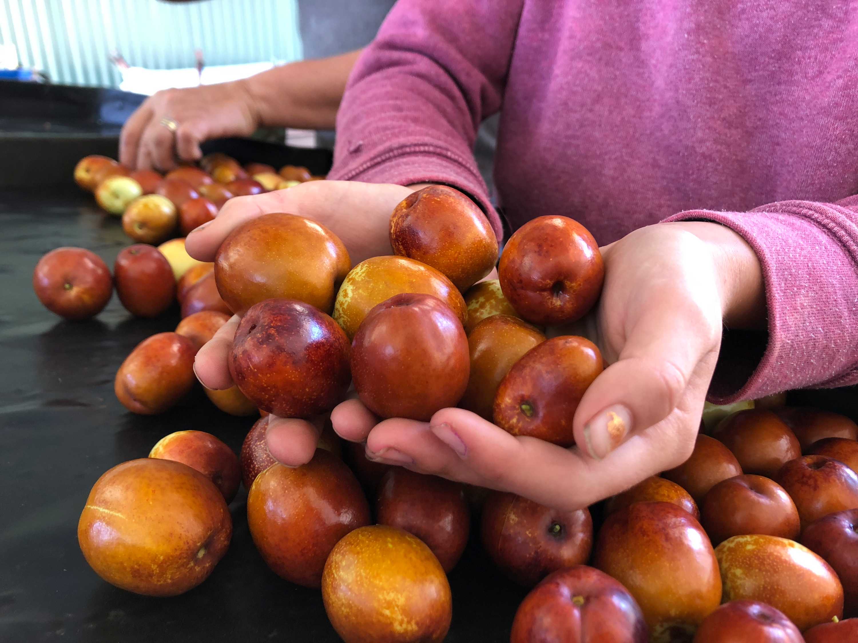 Small Sweet And High In Vitamin C Australian Growers Are Backing The Jujube Abc News