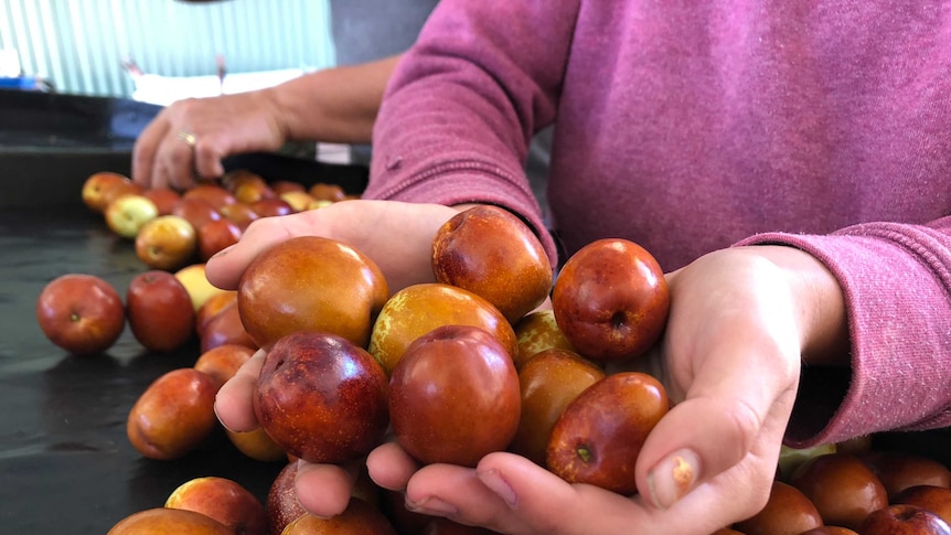 Handful of jujubes