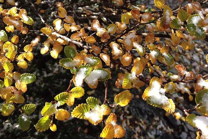 Fagus leaves with snow