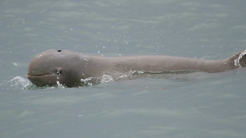 Australian snubfin dolphin