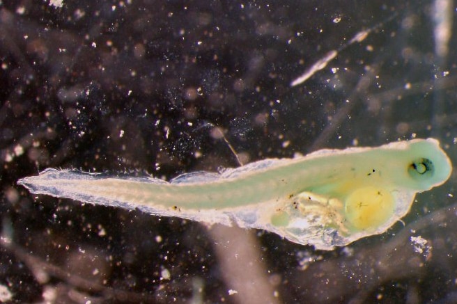 A photo of a small fish larvae in water. 