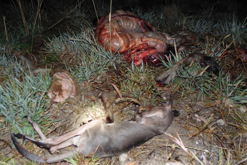 A young dead roo lying next to its mother's guts after its mother was shot. Photo taken in a commercial shooting zone in 2013. 