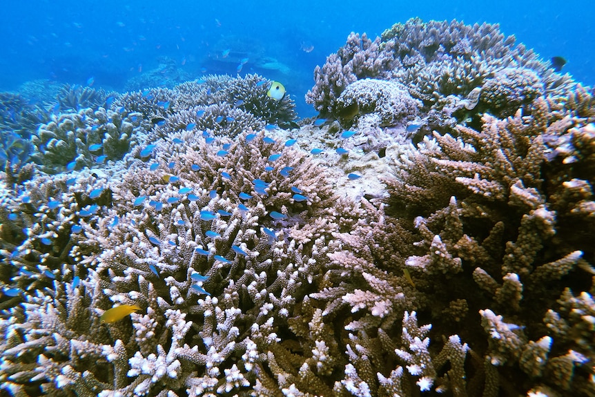 Coral under water on a reef.