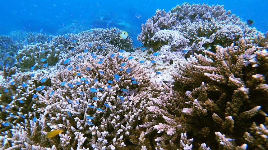 Coral under water on a reef.