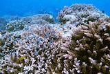 Coral under water on a reef.