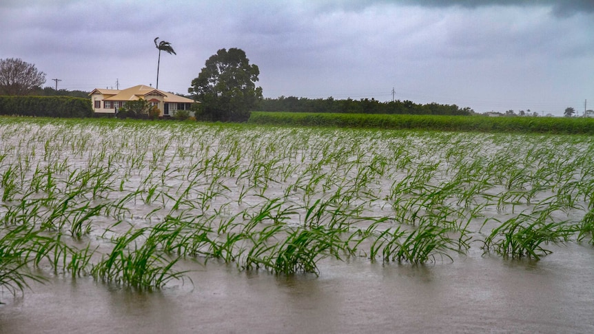 Rows of flooded young sugar cane