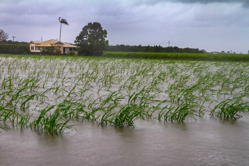 Rows of flooded young sugar cane
