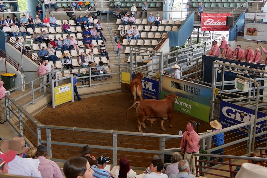 Bulls in an arena surrounded by people in seats with auctioneers in pink shirts standing at the front