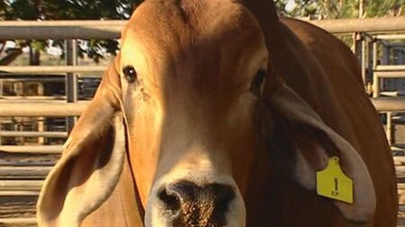 Central Queensland Brahman producers hope World Brahman Congress will raise profile of iconic breed