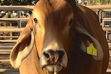 Central Queensland Brahman producers hope World Brahman Congress will raise profile of iconic breed