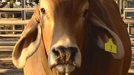 Prize Brahman bull