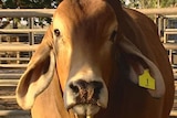 Brahman bull in the Northern Territory