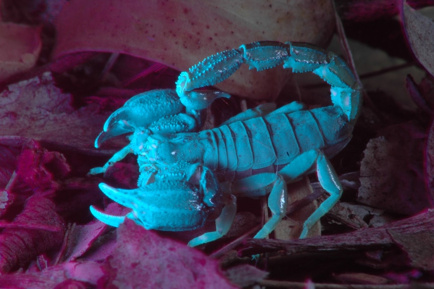 A scorpion glowing under ultraviolet light. 