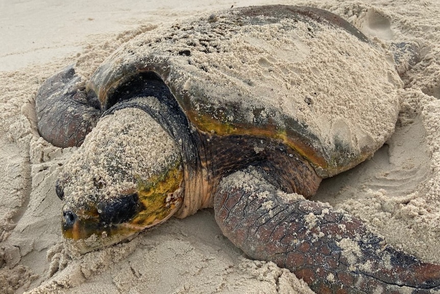 A large adult sea turtle covered in sand on the beach