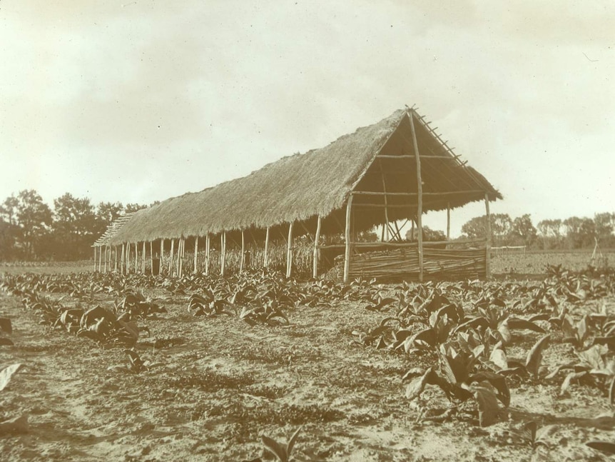 A tobacco plantation drying shed with plants in the foreground.