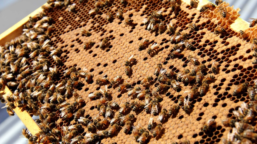 Bees crawl all over an egg-laying frame from a rooftop beehive.