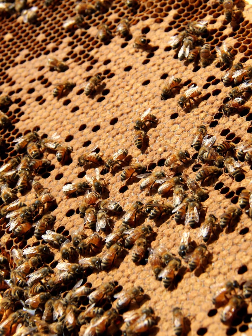 Bees crawl all over an egg-laying frame from a rooftop beehive.