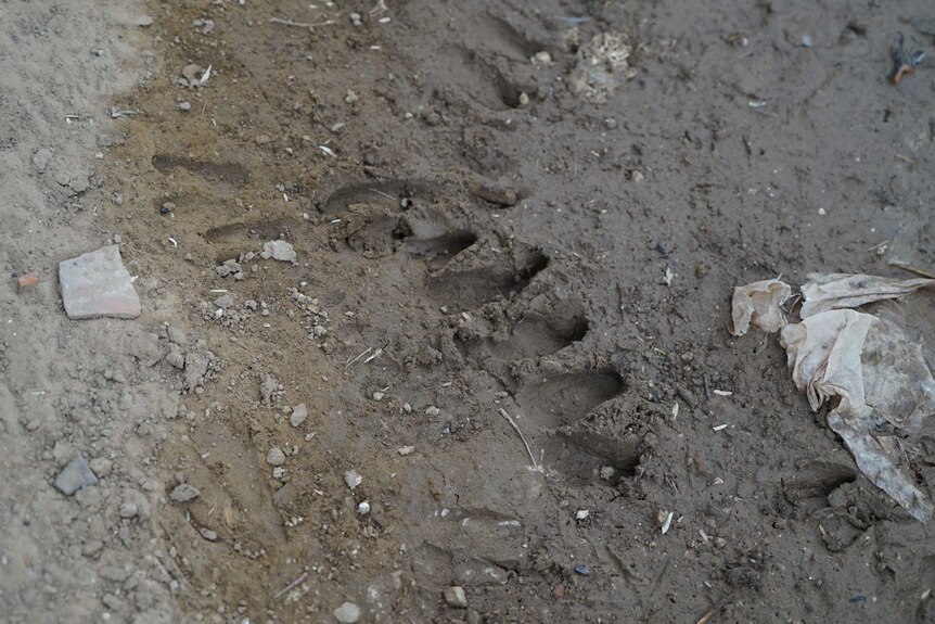 Leopard pawprints at the dam.