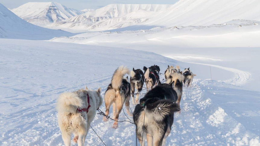 A pack of dogs loosely chained together run into the distance on ice, surrounded by icy mountains.