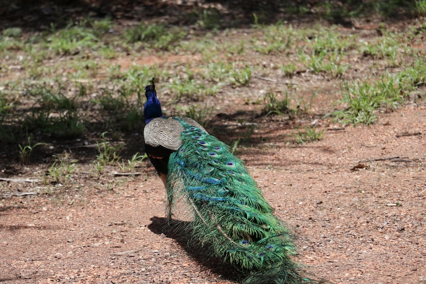 peacock tail
