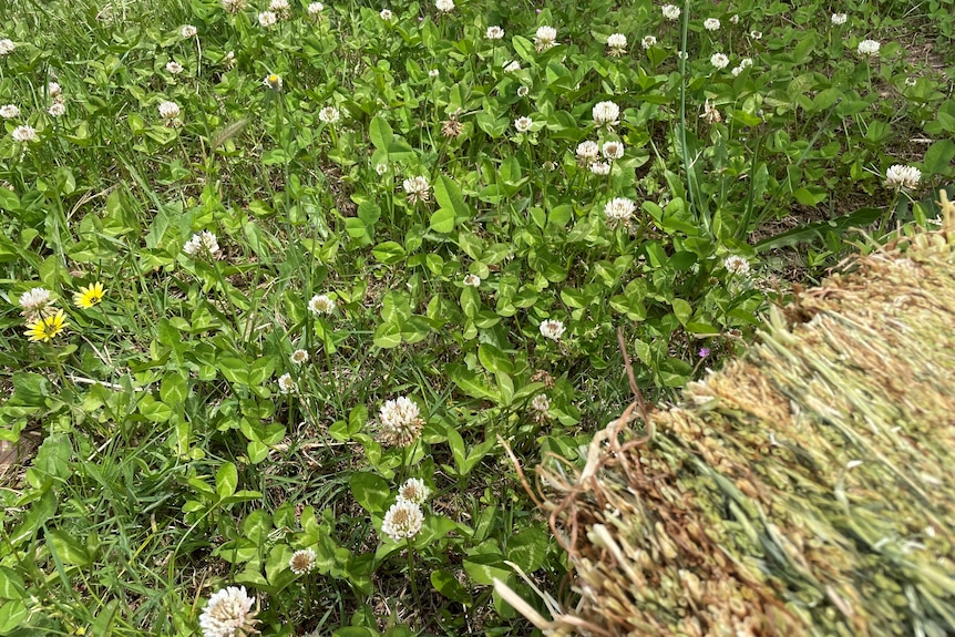 A patch of clover.