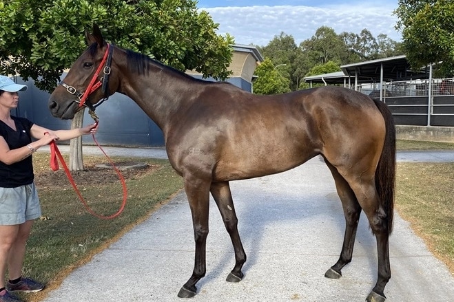 A brown horse being led near stables.