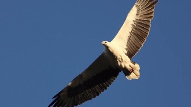 A white-bellied sea eagle glides under a blue sky.