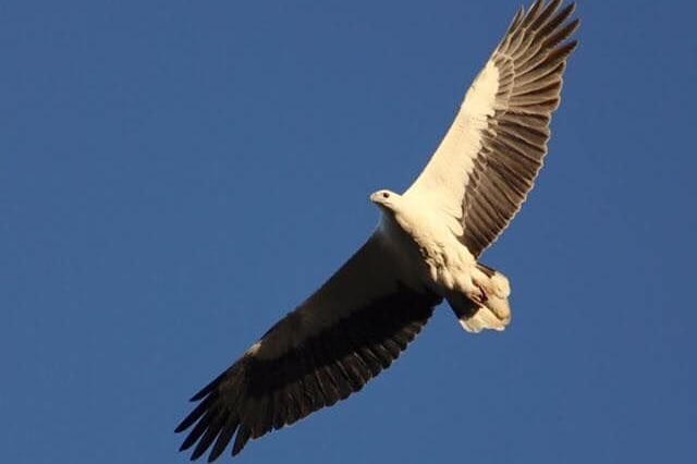 A White-bellied Sea Eagle glides under a blue sky.