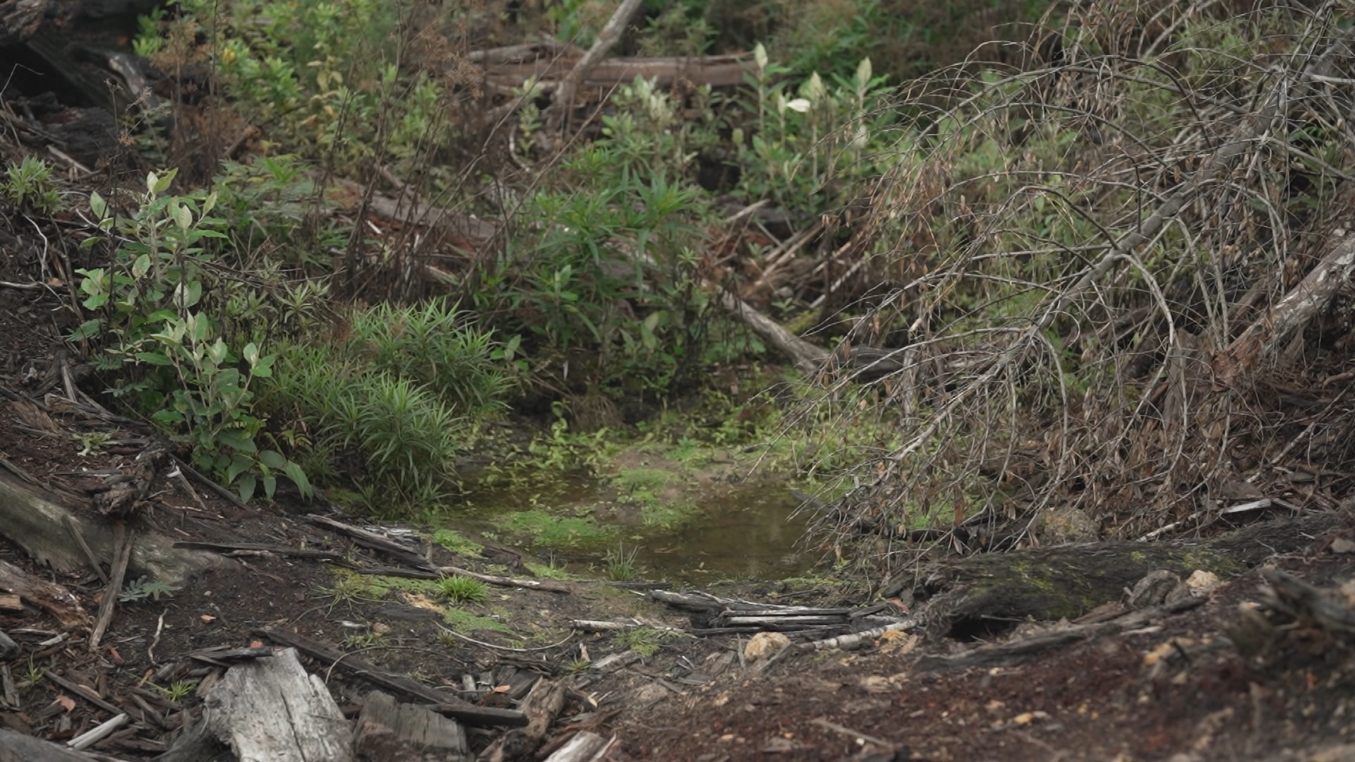 Logging debris in a small stream