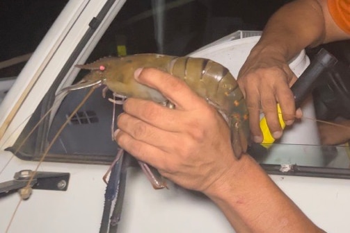 A smiling indigenous man holds a massive prawn in one hand