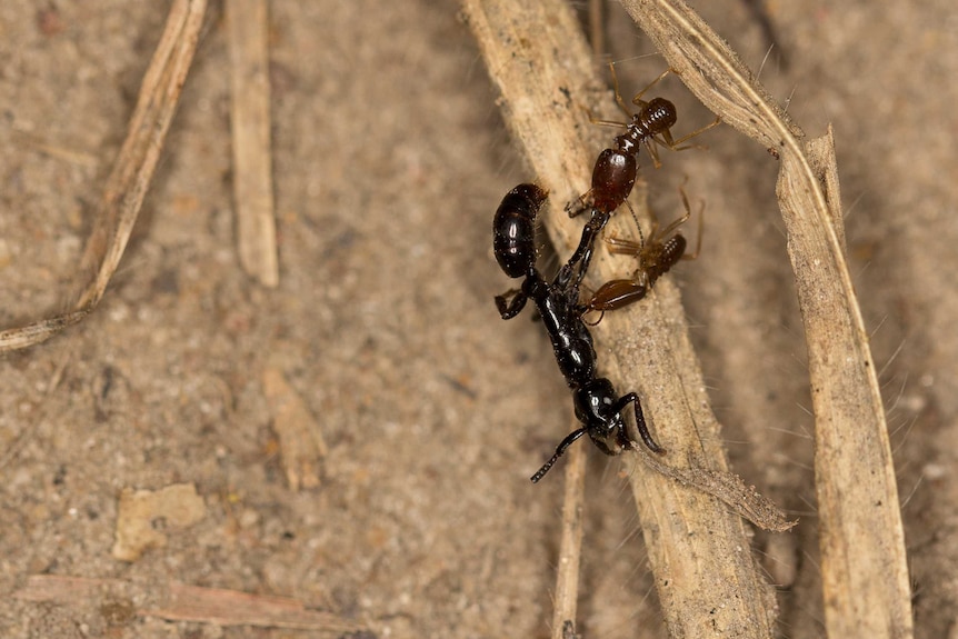 An African Matabele ant returns from a raid with two termites clinging onto it