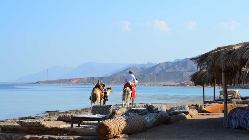 A man riding a camel and leading another along the edge of the water