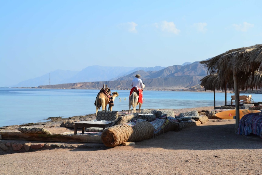 A man riding a camel and leading another along the edge of the water