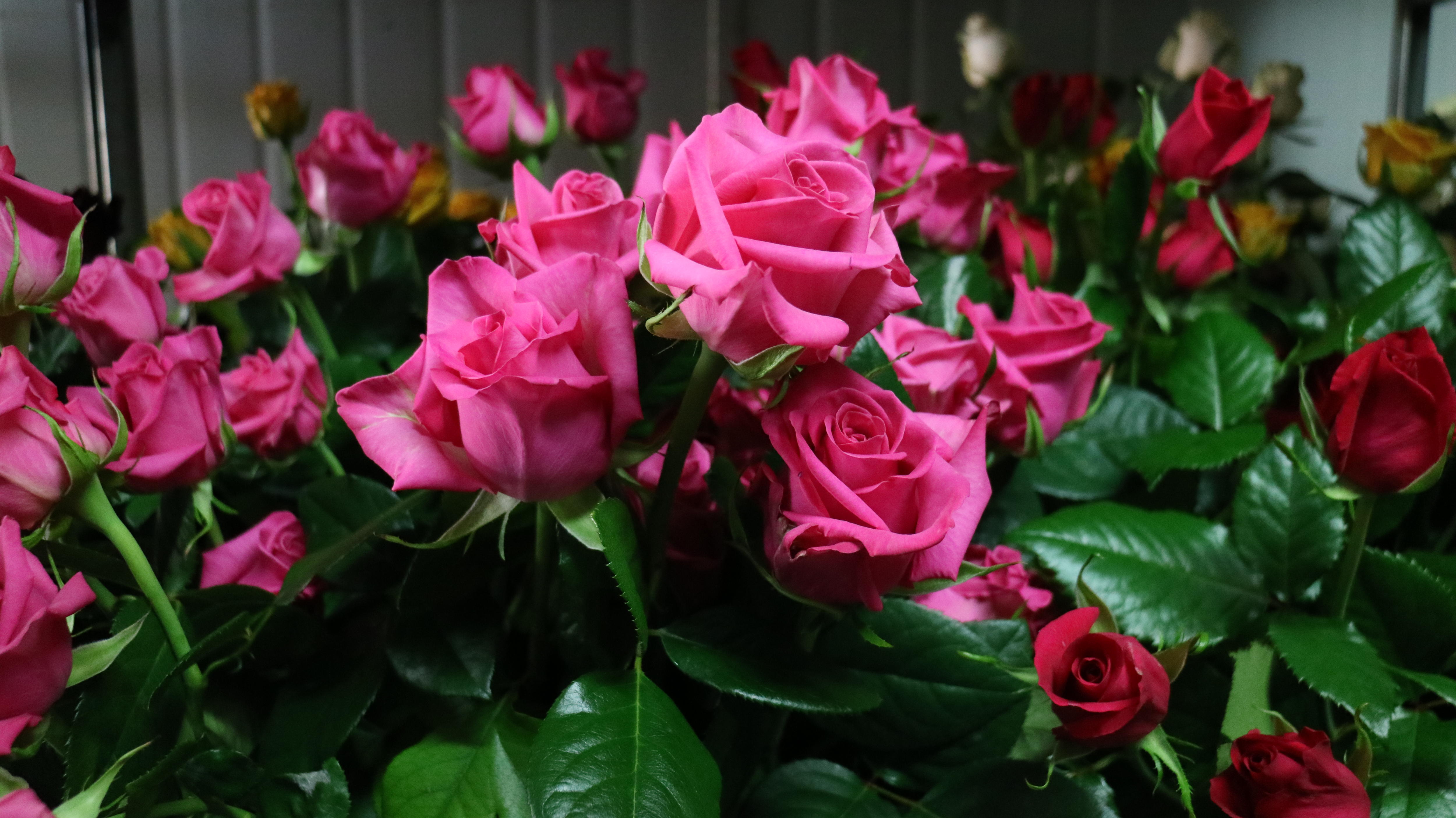 French stamp on Tasmanian rose production paying dividends in cut