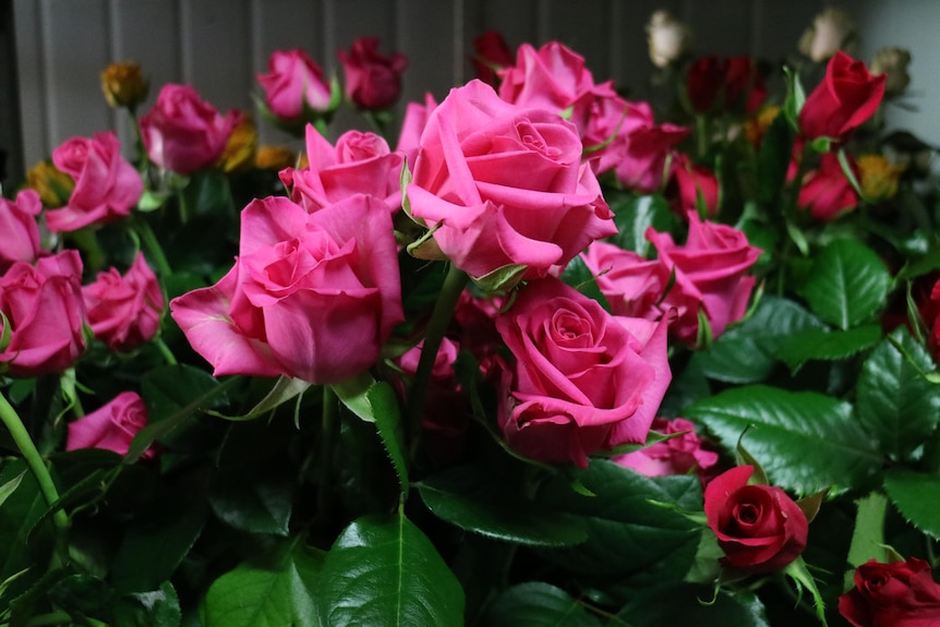 A bouquet of pink roses in a bucket inside a cold room.